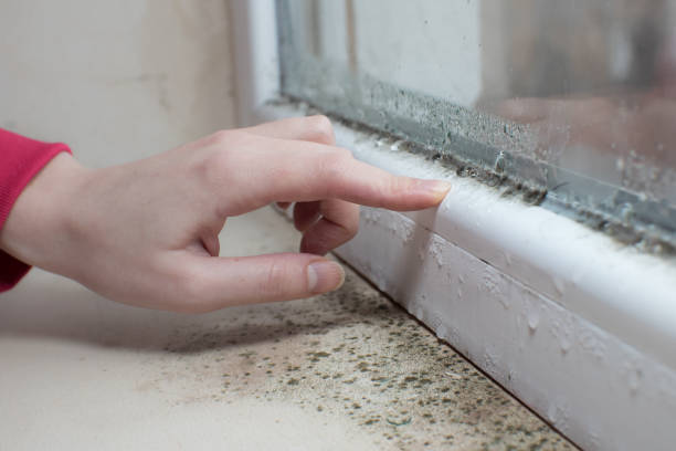 Best Black Mold Removal  in Hardeeville, SC